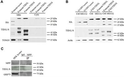 A peptide derived from TID1S rescues frataxin deficiency and mitochondrial defects in FRDA cellular models